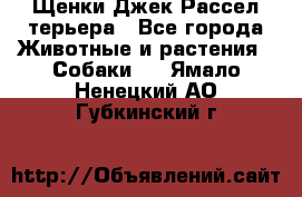 Щенки Джек Рассел терьера - Все города Животные и растения » Собаки   . Ямало-Ненецкий АО,Губкинский г.